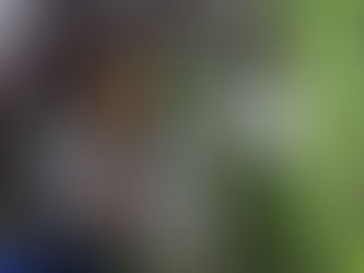 Die Vorteile professioneller Baumpflege