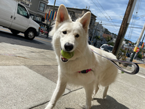 Up we go to conquer your dogs hyperactivity