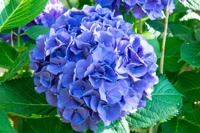 Hydrangea, Chatham
