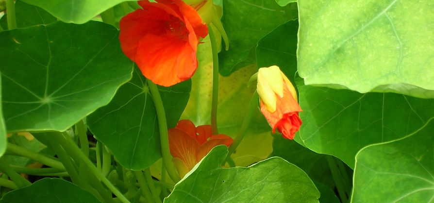 nasturtiums_header2.jpg