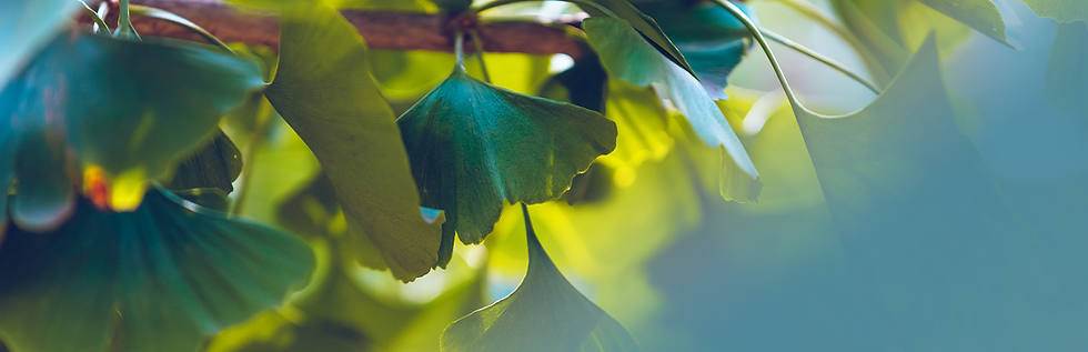gingko-teal-leaves-new_2026_edited.png
