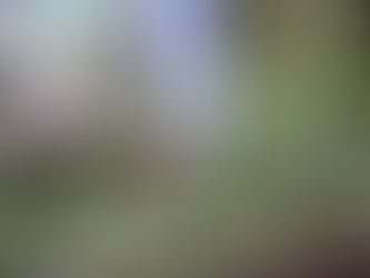 Budding Progress:
The Intersection of Deforestation and Marijuana Cultivation in Kenya