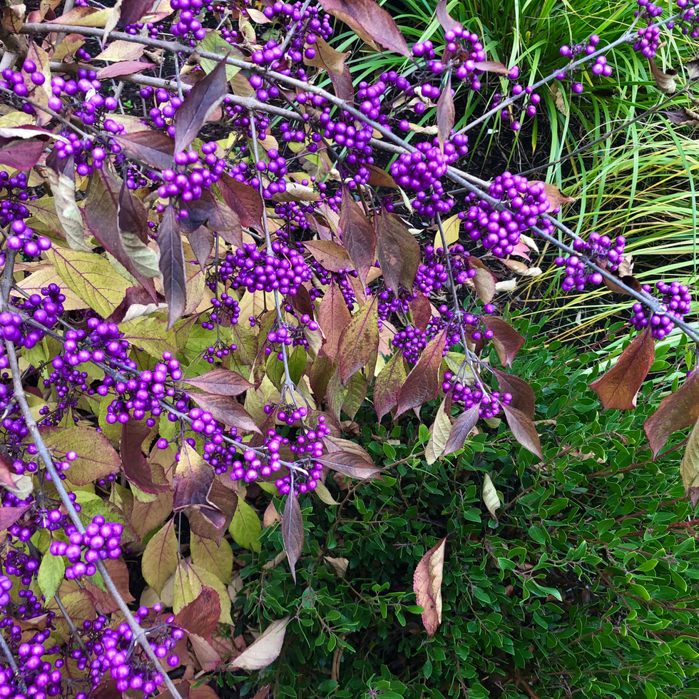 Horticultural Selections