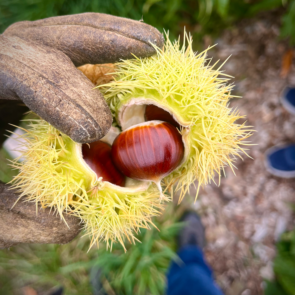 Beacon Food Forest
