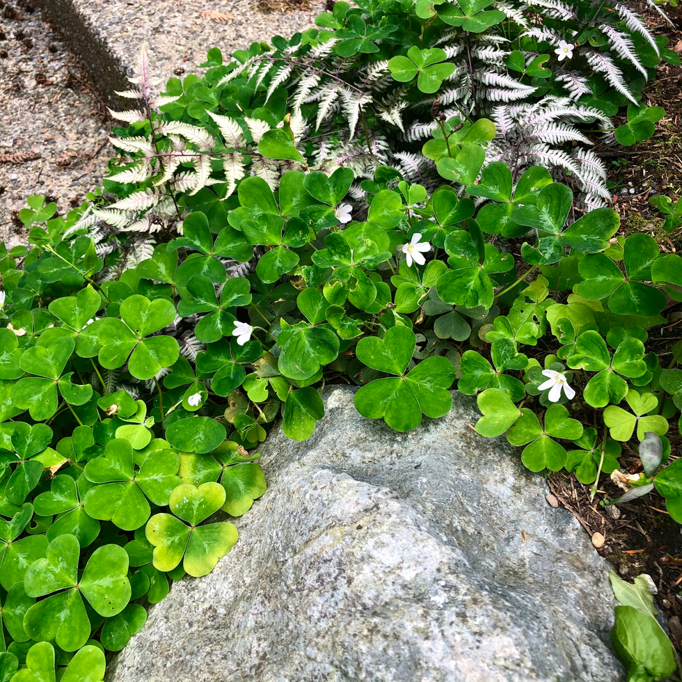 Horticultural Selections