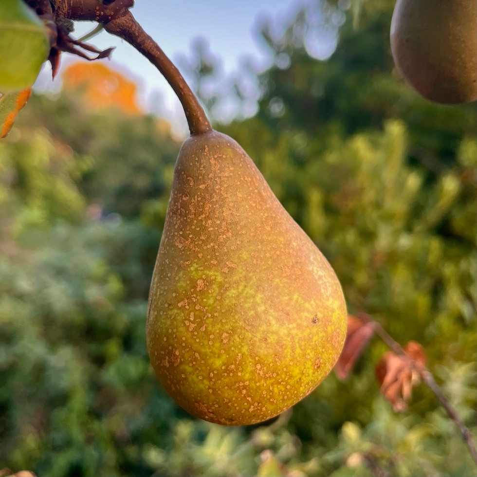 Beacon Food Forest