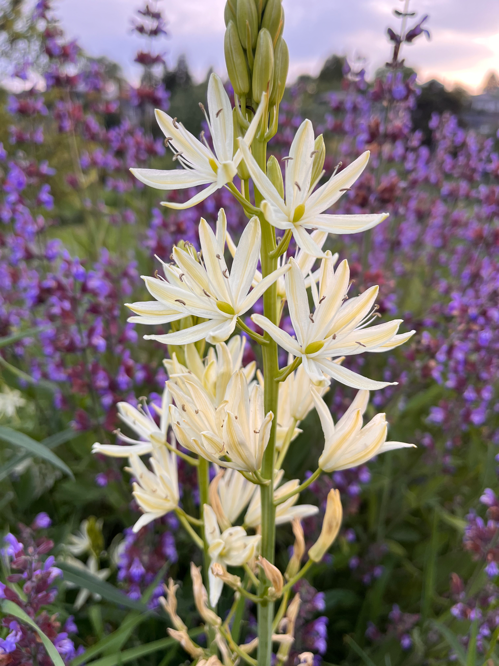 Horticultural Selections