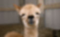 cria.jpg
