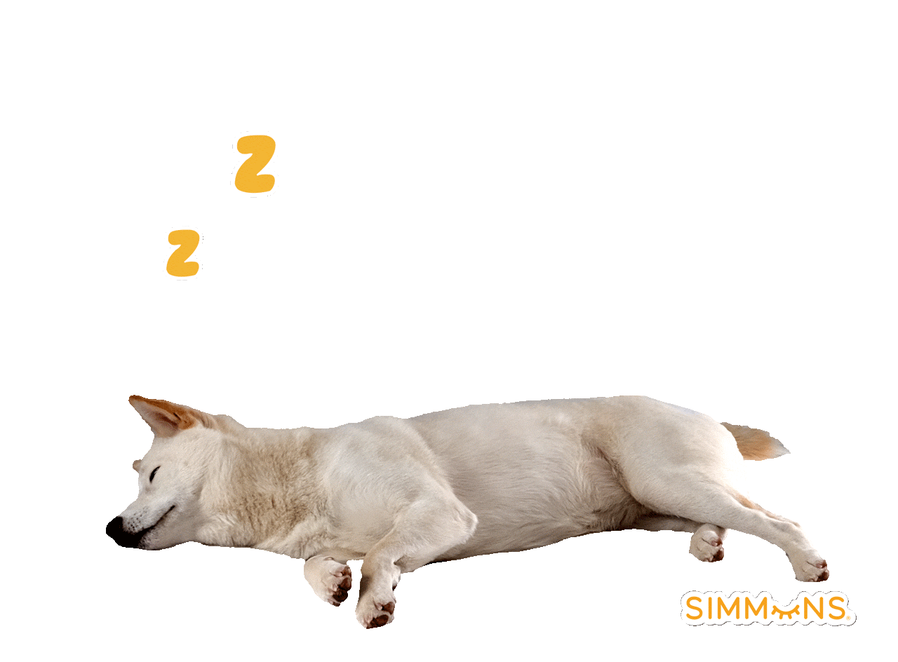 06_DOG_ZZZs.gif