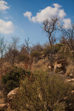 Paysage de Witklipfontein