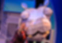 HIPPO.jpg