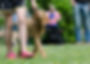 dog-school-672717_640.jpg