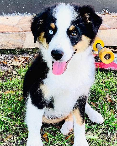 I’m looking for my forever home, any sug