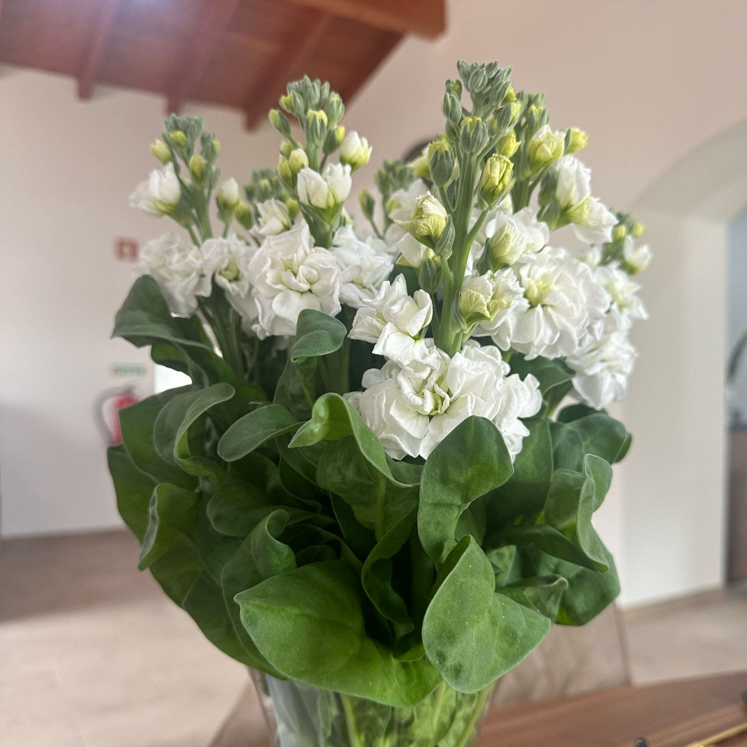 Matthiola Incana Impala