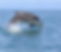 cardigan_bay_dolphin_watching_boat_trips_topofthewoods_edited.jpg