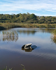 Wetland landscape at the Welsh Wildlife Centre in Teifi Marshes, Pembrokeshire