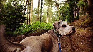 Top of the Woods Campsite Provides the Best Eco Luxury Glamping & Camping Nature Retreat Holidays in Pembrokeshire and Cardigan Bay in Wales, UK. Sustainable Staycations, near Beautiful Beaches, Nature, Woodlands, and Dog Friendly Breaks - Dog Walks