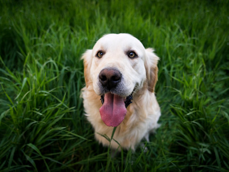 5 Tips For A Happy Camping & Glamping Holiday With Your Dog!