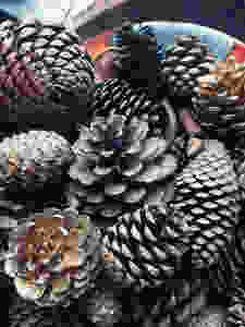 These pinecones are currently in Soo's dining room in the farmhouse at Top of the Woods.. maybe we could make some glamping decorations for next year?!