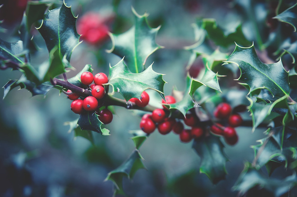 We have lots of Holly as Top of the Woods! So maybe our camping and glamping tents are protected from evil spirits, too!