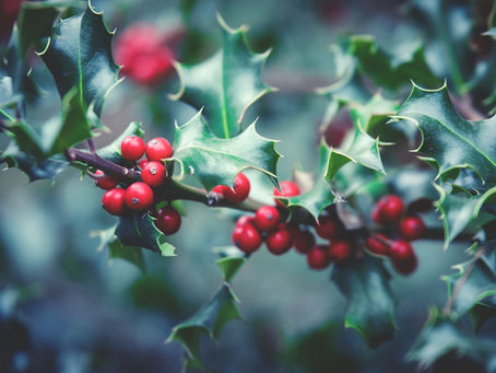 The Origins of Our Christmas Traditions!