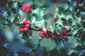 We have lots of Holly as Top of the Woods! So maybe our camping and glamping tents are protected from evil spirits, too!