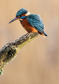 Spotting the kingfisher whilst group bird watching at Teifi Marshes near Cardigan during a nature retreat at Top of the Woods eco-luxury camping and glamping site in Pembrokeshire. Visit hides, explore wetland trails and look for kingfishers, waterbirds and local wildlife together.