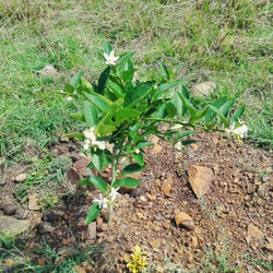 IMG-20180506-WA0004-01