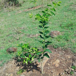 IMG-20180506-WA0007-01