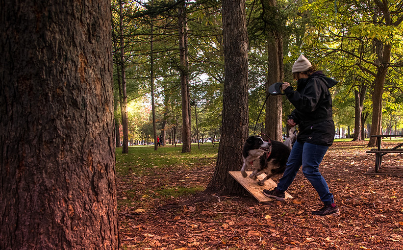 cours agilité chien