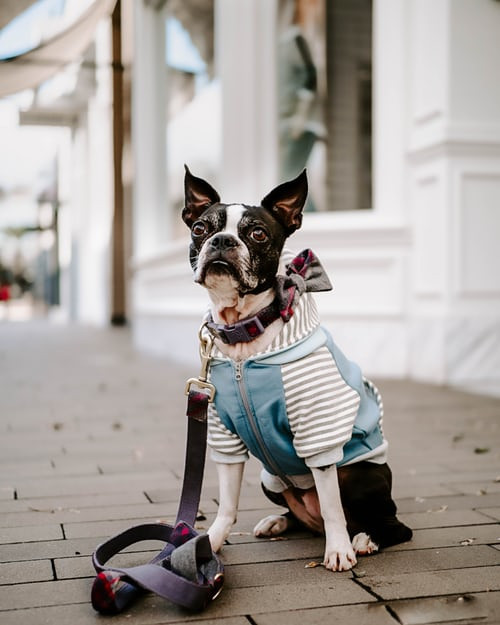 chien manteau