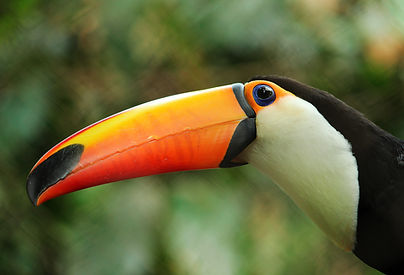 KC Zoo Toco Toucan.jpg