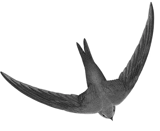Ressources Bleu Martinet Giclee reproductions of birds by francois nicolas martinet. ressources bleu martinet