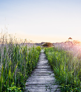 paysage nature