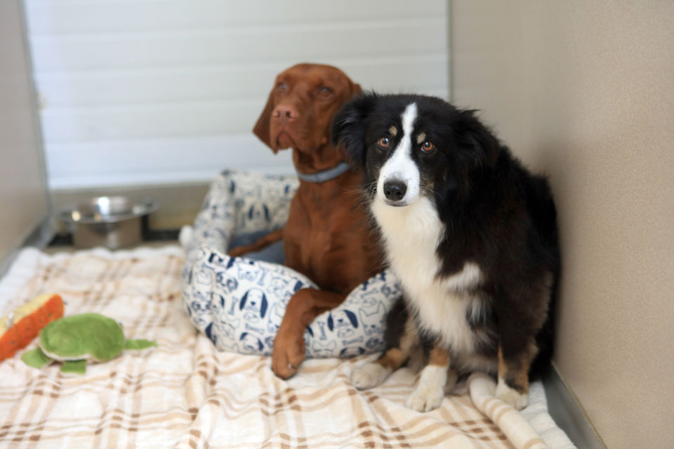 two dogs