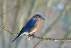 Male bluebird