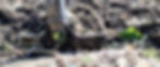 Weeding_edited.jpg