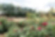 2022.08 Little Ducky Flower Farm-5.jpg