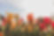 Little Ducky Flower Farm - Branding-83.jpg