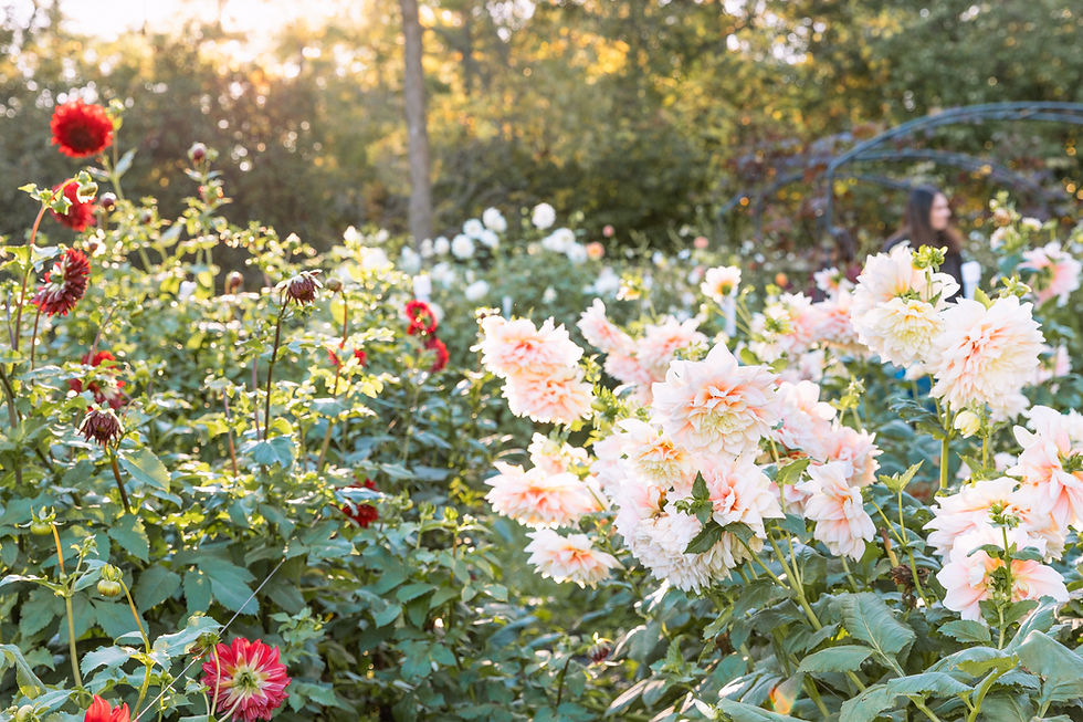 Safeguarding Barrington Hills' Rural Charm