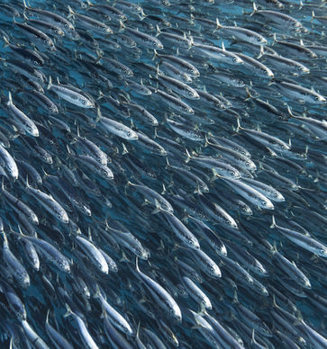 Close-up of thousands of baitfish swimming toward the camera during the Baja Sardine Run, captured on a Baja Odyssey expedition.