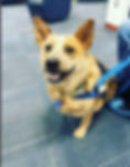 Penny 