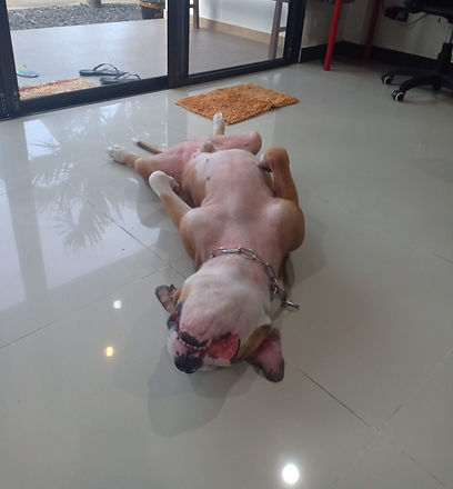 pet_edited_edited.jpg