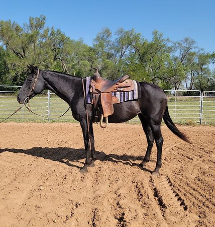 Rosie for sale.jpg
