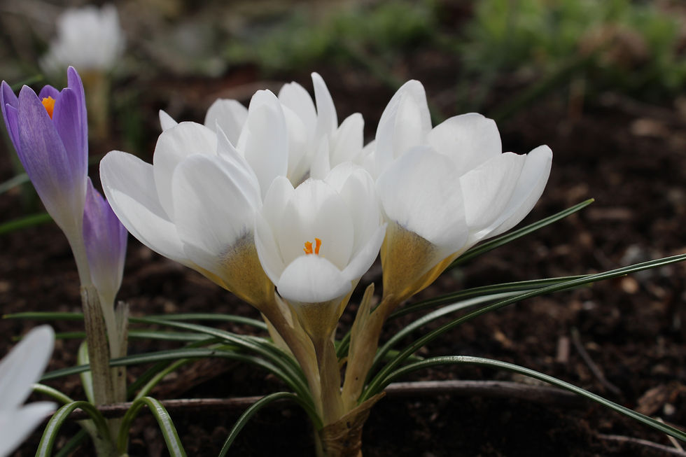 More crocuses
