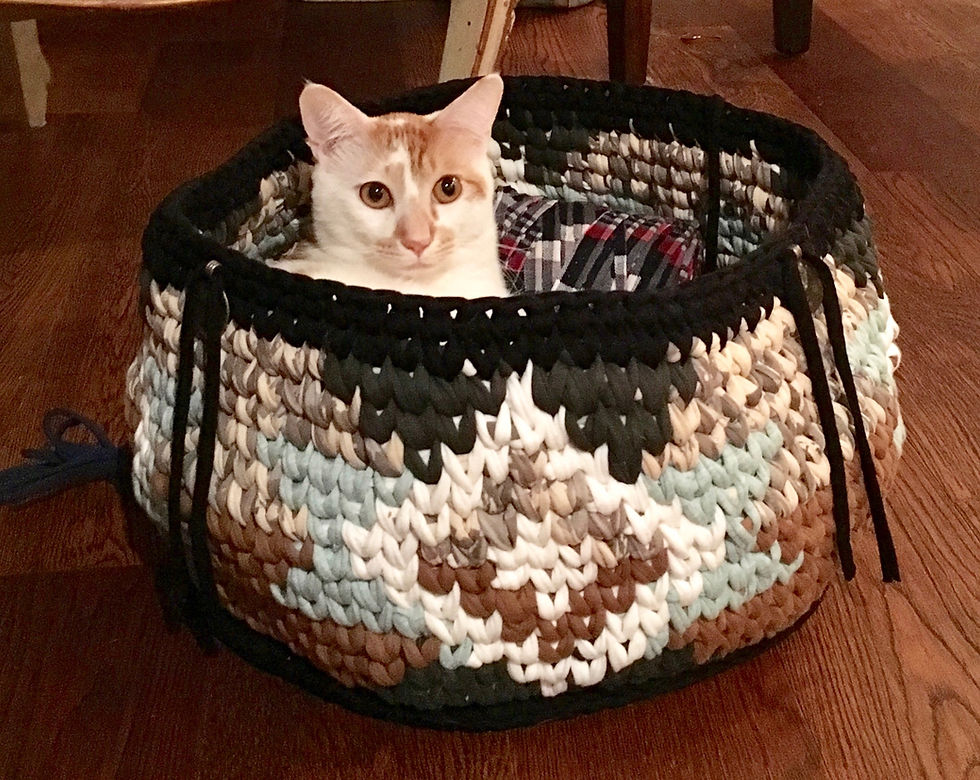 Rescued Cat enjoying in the basket