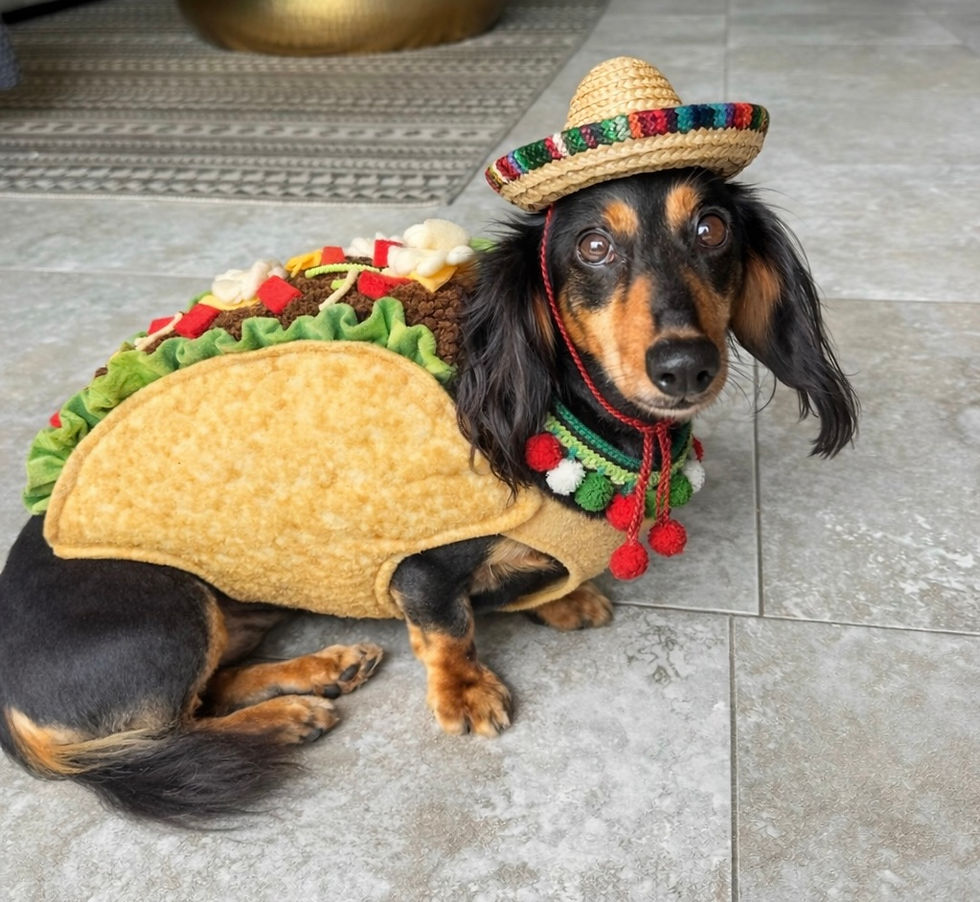 1st Annual Surf Pup Fashion Show!