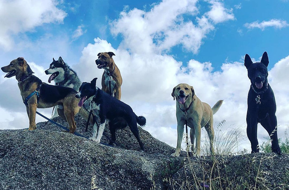 Group dog hike in Walnut Creek