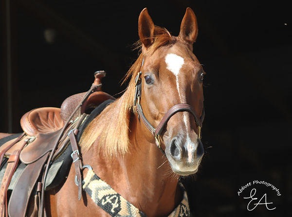 Chili barn headshot2 .JPG
