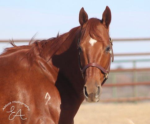 Copy of Untitled Design (11).png